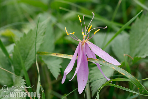 Herbst-Zeitlose (Colchicum autumnale)