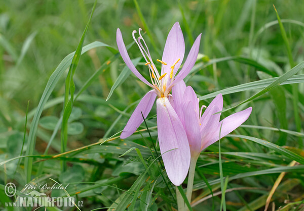 Herbst-Zeitlose (Colchicum autumnale)