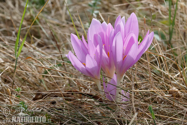 Herbst-Zeitlose (Colchicum autumnale)