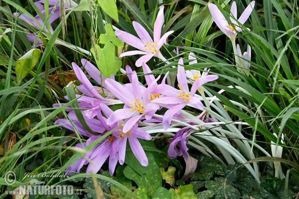 Herbst-Zeitlose (Colchicum autumnale)