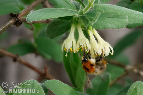 Kamschatka Heckenkirsche (Lonicera caeruelea var. kamtschatica)