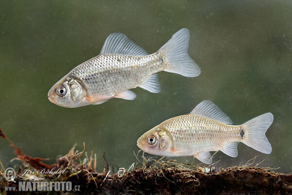 Karausche (Carassius carassius)