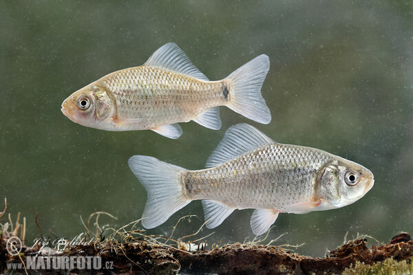 Karausche (Carassius carassius)