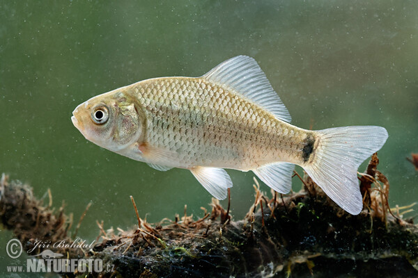 Karausche (Carassius carassius)