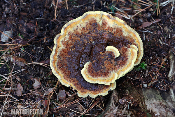 Kiefern-Braunporling (Phaeolus schweinitzii)