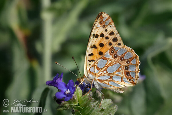 Kleiner Perlmutterfalter (Issoria lathonia)