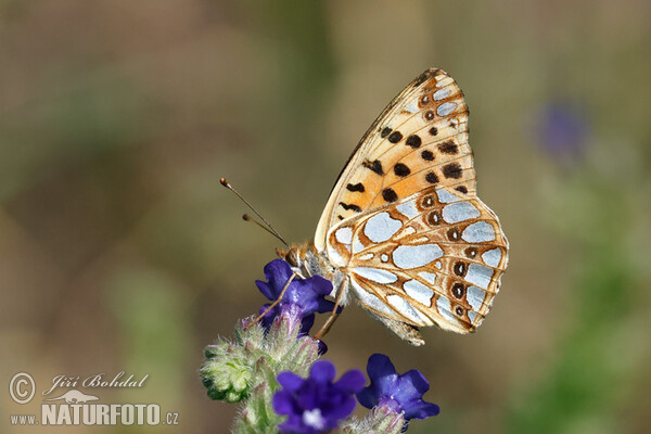 Kleiner Perlmutterfalter (Issoria lathonia)