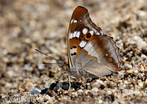 Kleiner Schillerfalter (Apatura ilia)