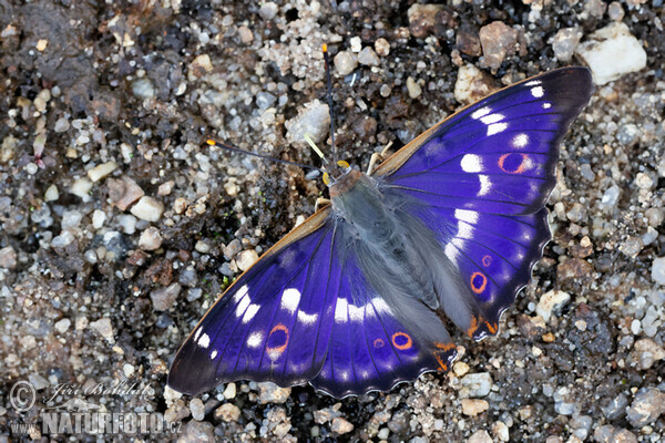 Kleiner Schillerfalter (Apatura ilia)