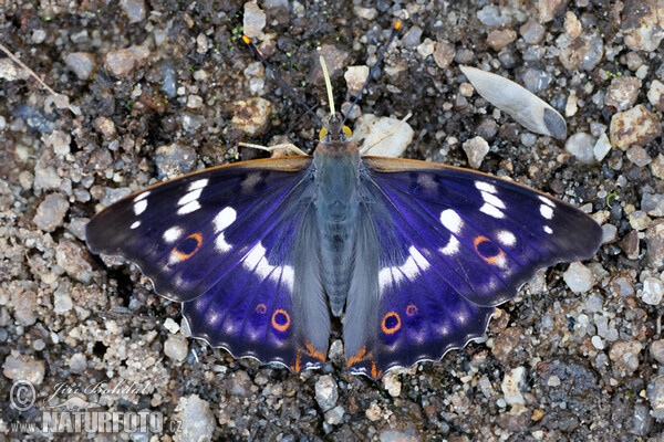 Kleiner Schillerfalter (Apatura ilia)