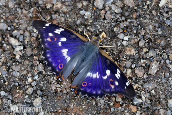 Kleiner Schillerfalter (Apatura ilia)