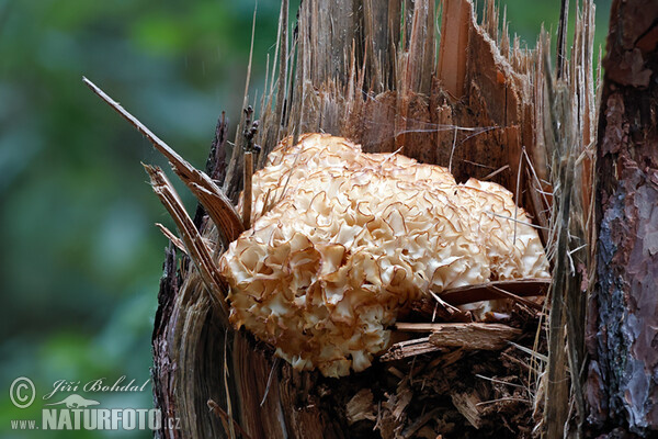 Krause Glucke (Sparassis crispa)