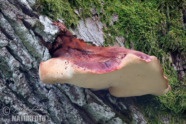 Leberreischling (Fistulina hepatica)