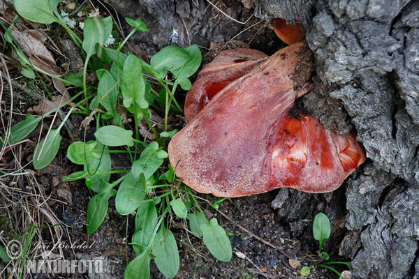 Leberreischling (Fistulina hepatica)