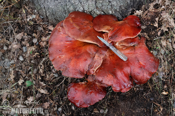 Leberreischling (Fistulina hepatica)