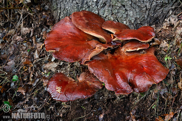 Leberreischling (Fistulina hepatica)