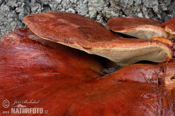 Leberreischling (Fistulina hepatica)