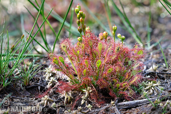 Mittlerer Sonnentau (Drosera intermedia)