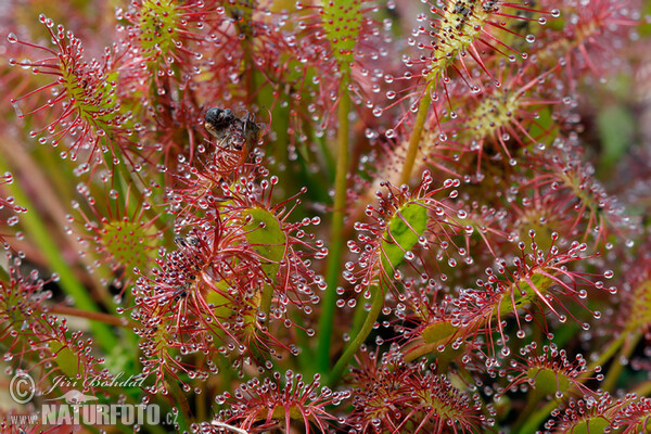 Mittlerer Sonnentau (Drosera intermedia)