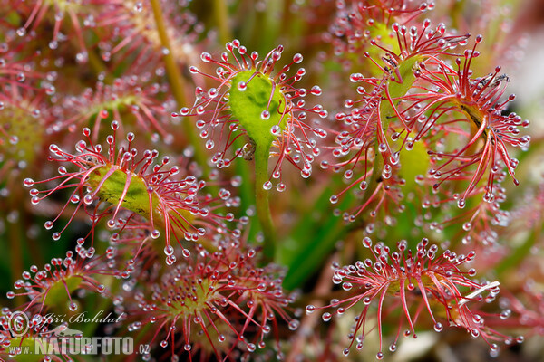 Mittlerer Sonnentau (Drosera intermedia)