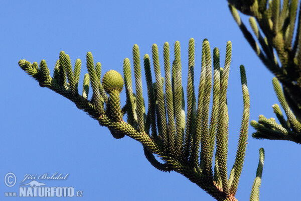 Norfolk-Tanne (Araucaria heterophylla)