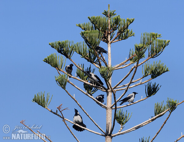 Norfolk-Tanne (Araucaria heterophylla)