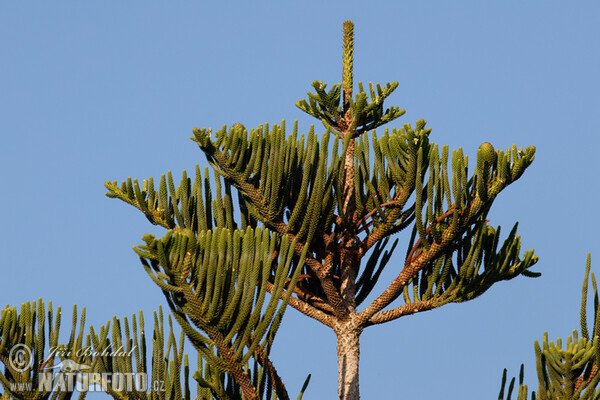 Norfolk-Tanne (Araucaria heterophylla)