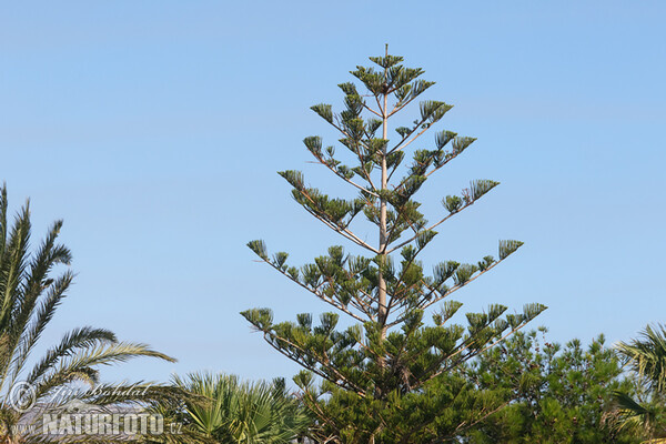 Norfolk-Tanne (Araucaria heterophylla)