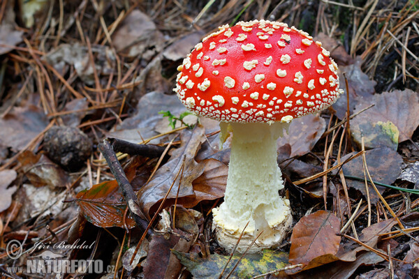 Roter Fliegenpilz (Amanita muscaria)