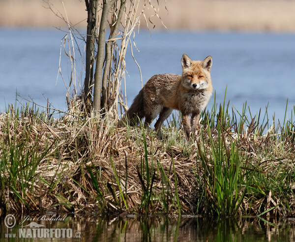 Rotfuchs (Vulpes vulpes)