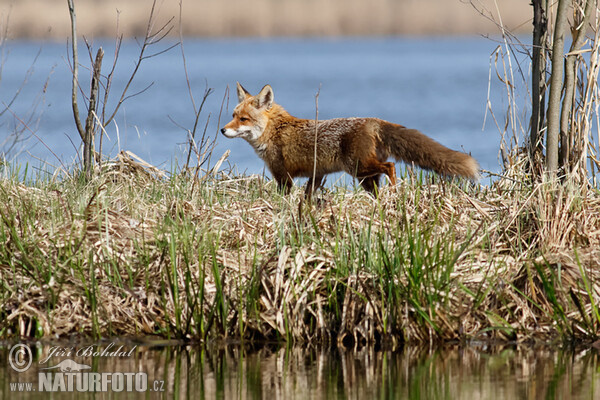 Rotfuchs (Vulpes vulpes)