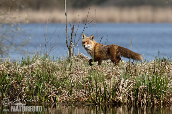 Rotfuchs (Vulpes vulpes)