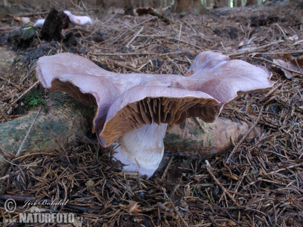 Safranfleischiger Dickfuß (Cortinarius traganus)