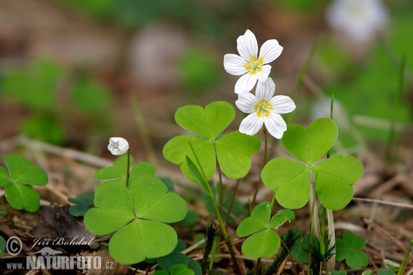 Sauerklee (Oxalis acetosella)