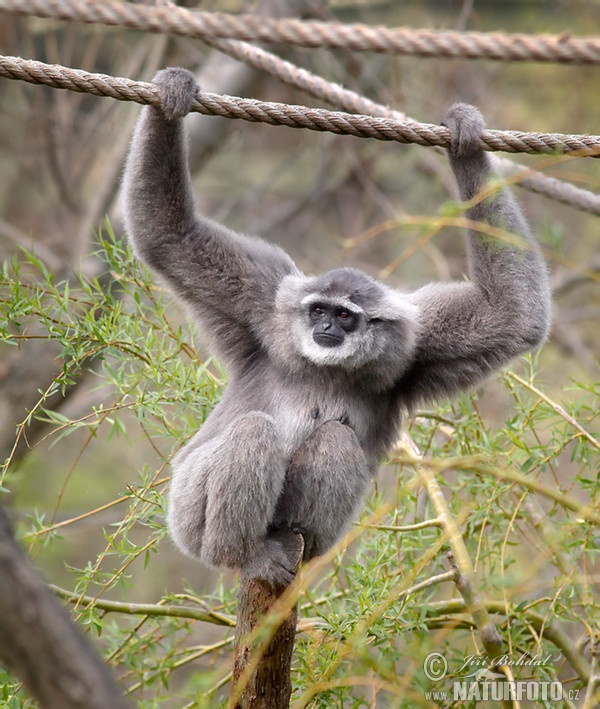 Silbergibbon (Hylobates moloch)