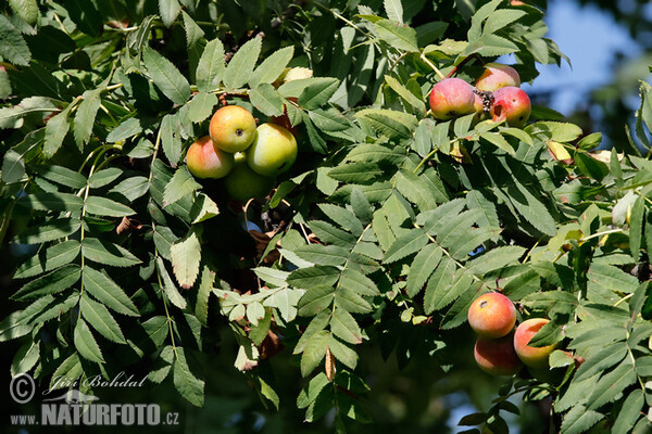 Speierling (Sorbus domestica)