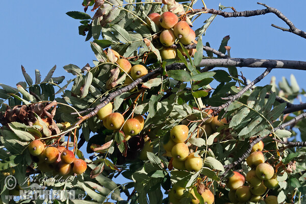 Speierling (Sorbus domestica)