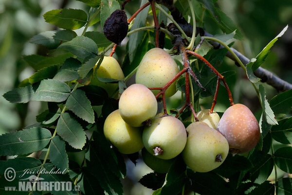 Speierling (Sorbus domestica)