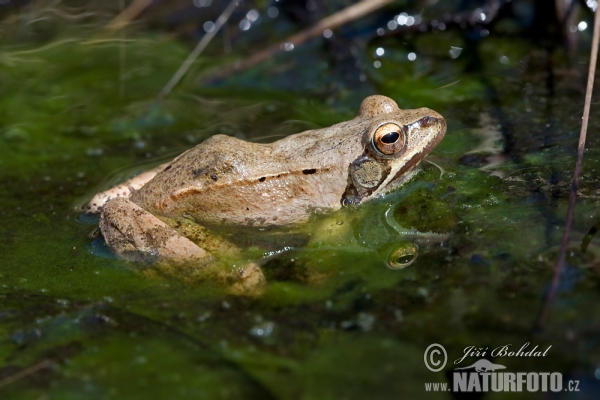 Springfrosch (Rana dalmatina)