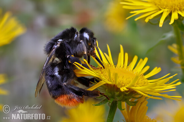 Steinhummel (Bombus lapidarius)