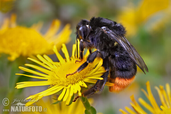 Steinhummel (Bombus lapidarius)