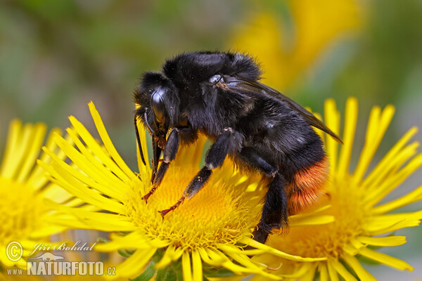 Steinhummel (Bombus lapidarius)