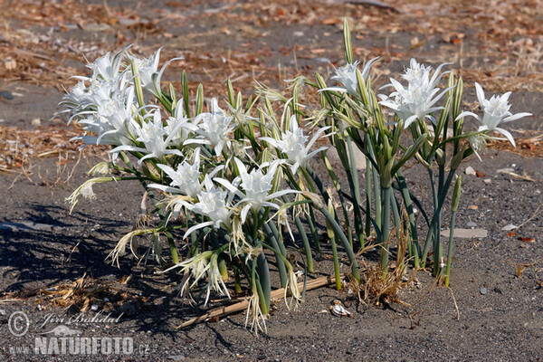 Strandlilie (Pancratium maritimum)