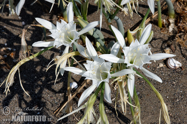 Strandlilie (Pancratium maritimum)