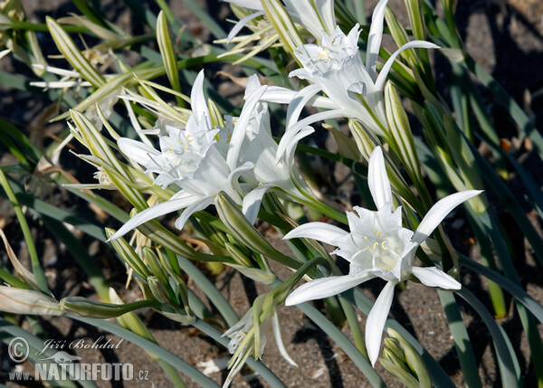 Strandlilie (Pancratium maritimum)