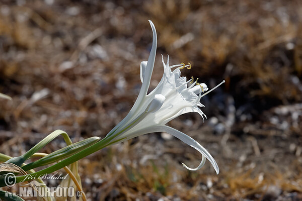 Strandlilie (Pancratium maritimum)