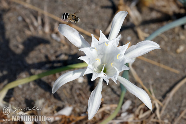 Strandlilie (Pancratium maritimum)