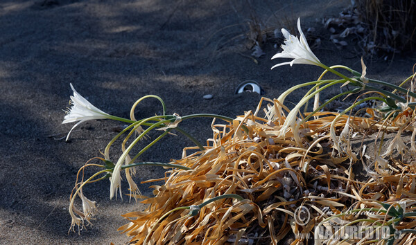 Strandlilie (Pancratium maritimum)