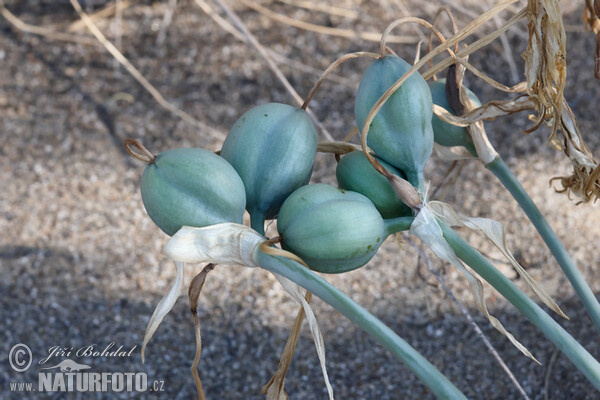 Strandlilie (Pancratium maritimum)