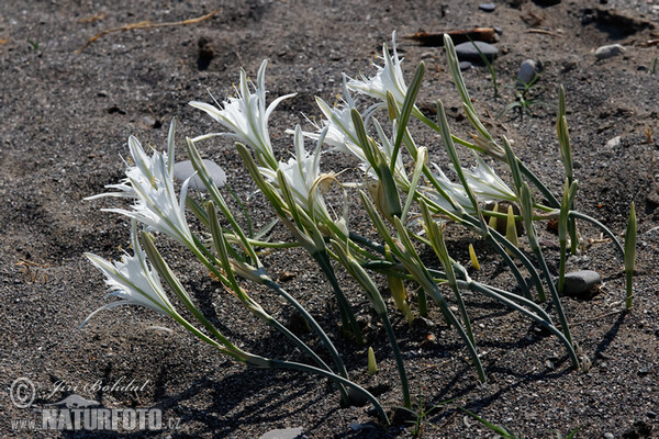 Strandlilie (Pancratium maritimum)